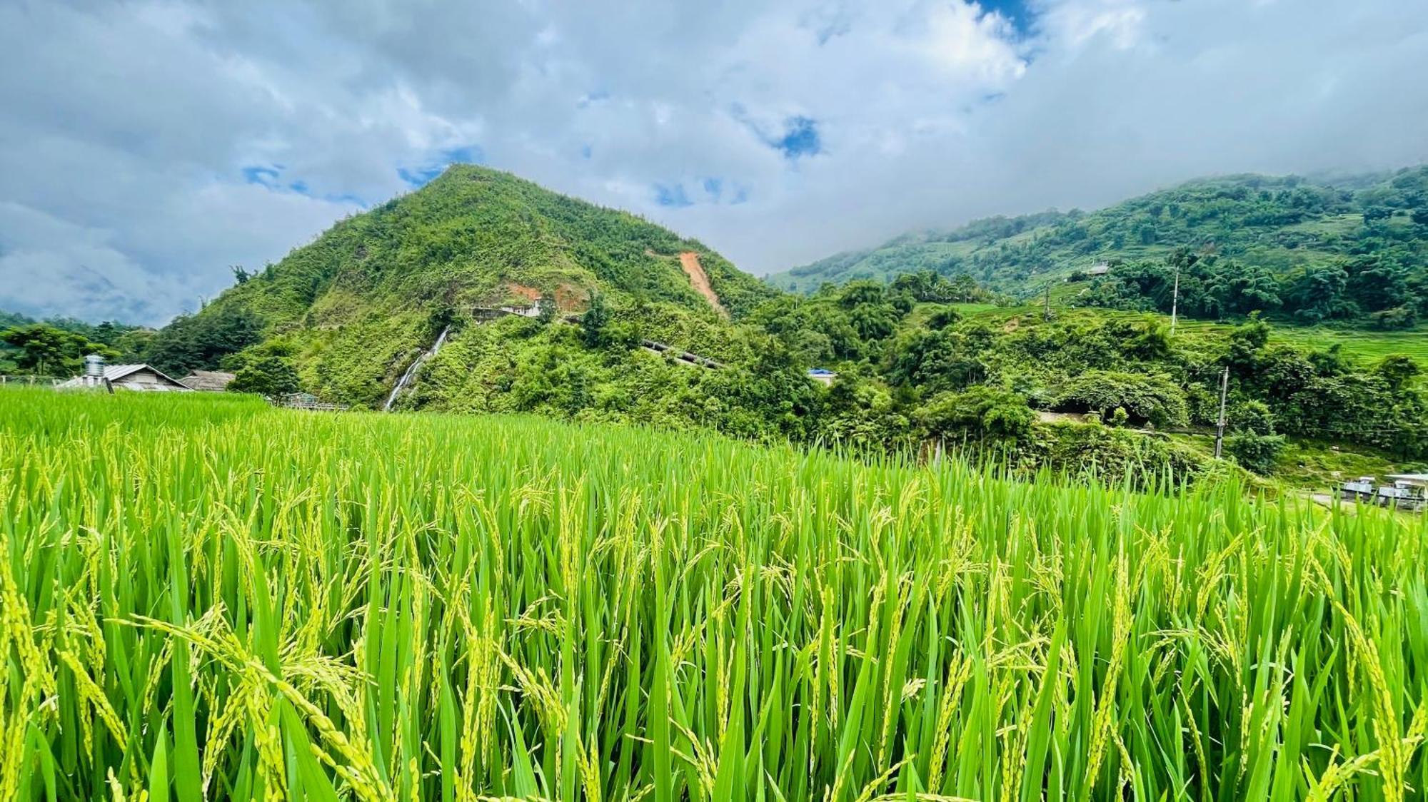 بيت شباب Eco Rice Fields House سابا المظهر الخارجي الصورة